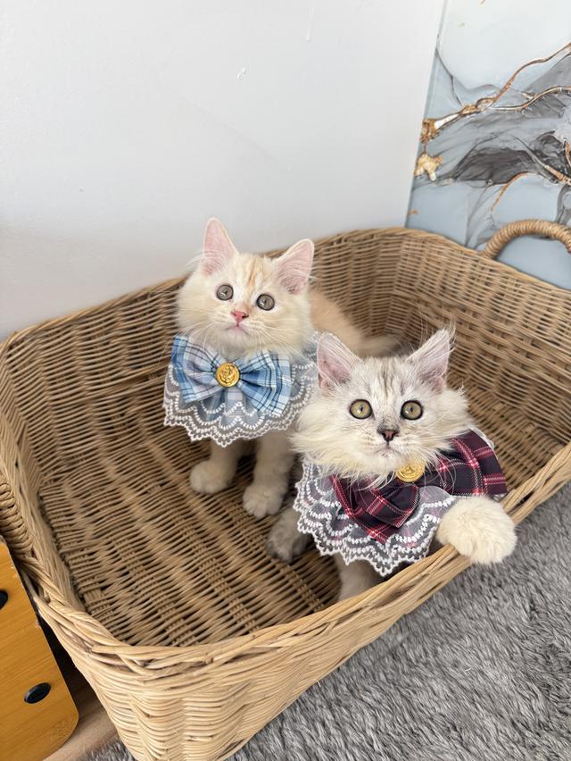 ลูกแมวพันธุ์เปอร์เซียแท้ รูปที่ 6