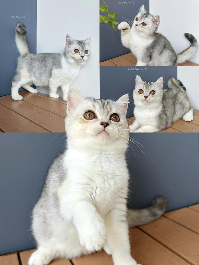 แมว สกอตติช หูตั้ง 4 เดือน ใบเพด scfc