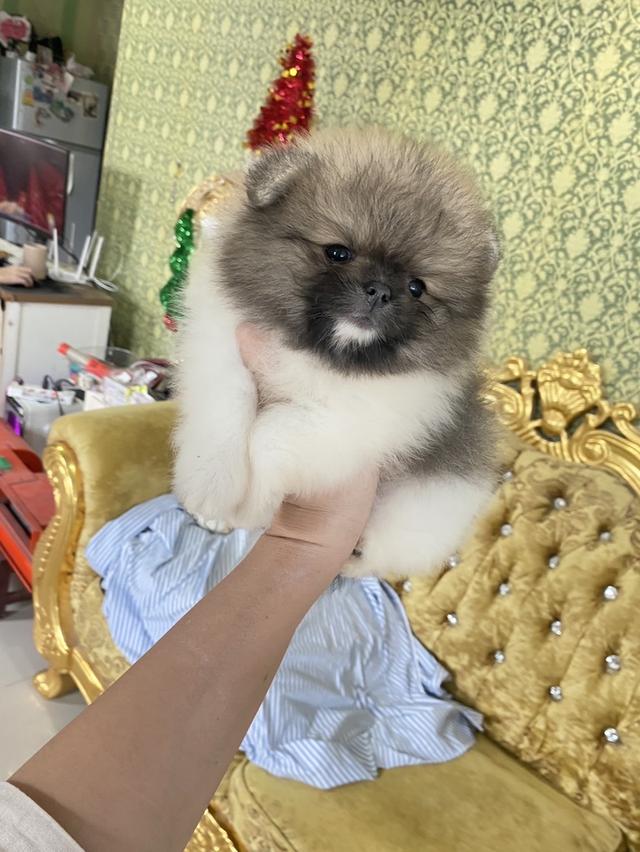 ลูกปอมแท้ พร้อมส่ง มาดูตัวจริงได้ 