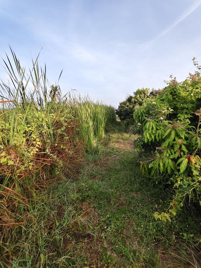 ขายที่ดินเปล่าติดถนน มีน้ำไฟ 5