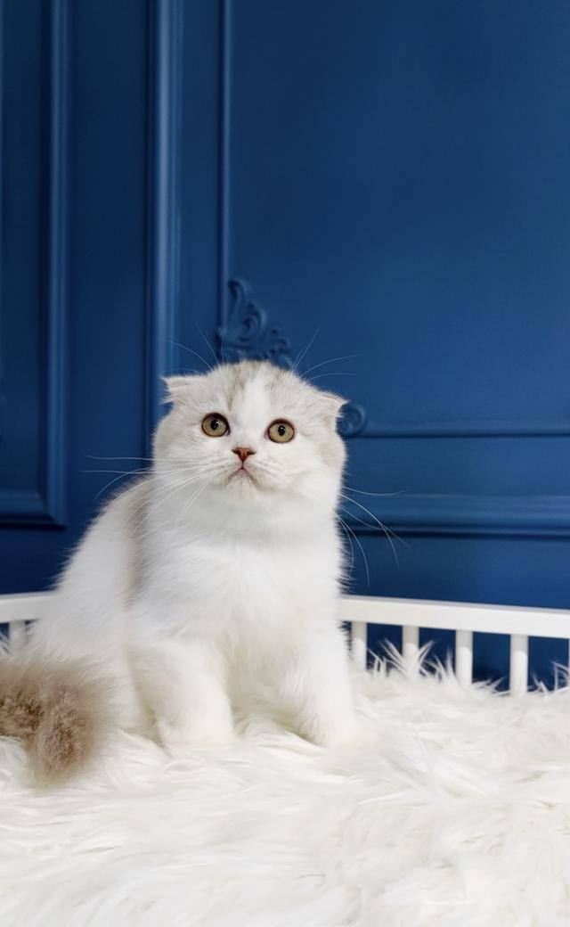 ขายแมวสก็อตติชโฟลด์แท้ฟอร์มหน้าหมีๆอายุ 3 เดือนพร้อมย้าย