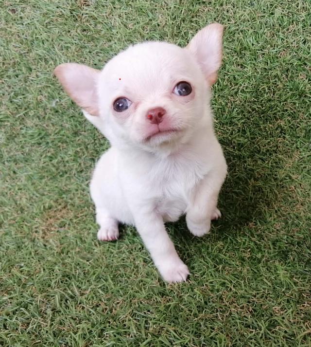 ชิวาว่าเเท้ ขนยาว ชายล้วน พร้อมย้าย