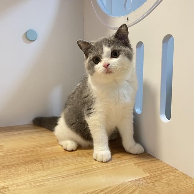 แมวมันช์กิ้นขายาวพร้อมย้าย