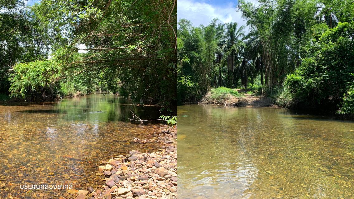 ขายที่ดินผืนใหญ่พร้อมสวนยางพาราและสวนปาล์ม มีลำห้วยโอมล้อม ต.บางหิน อ.กะเปอร์ จ.ระนอง 6