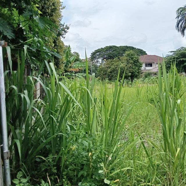 ขายที่ดินใกล้เมืองเชียงใหม่ 6