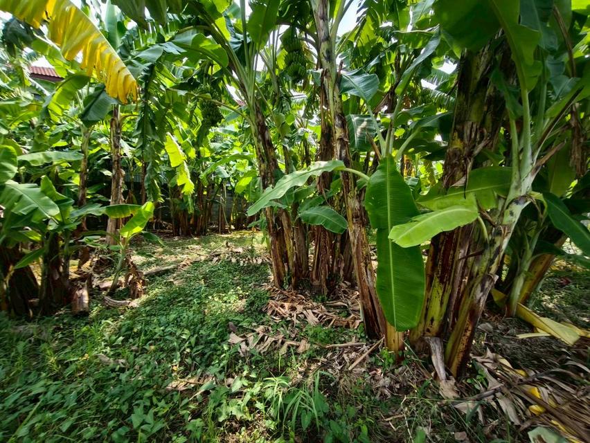 ที่ดินเปล่า เนื้อที่ 118 ตร.ว. ซอยนาวงประชาพัฒนา 9 ถนนนาวงประชาพัฒนา แขวงสีกัน เขตดอนเมือง กรุงเทพมหานคร 10