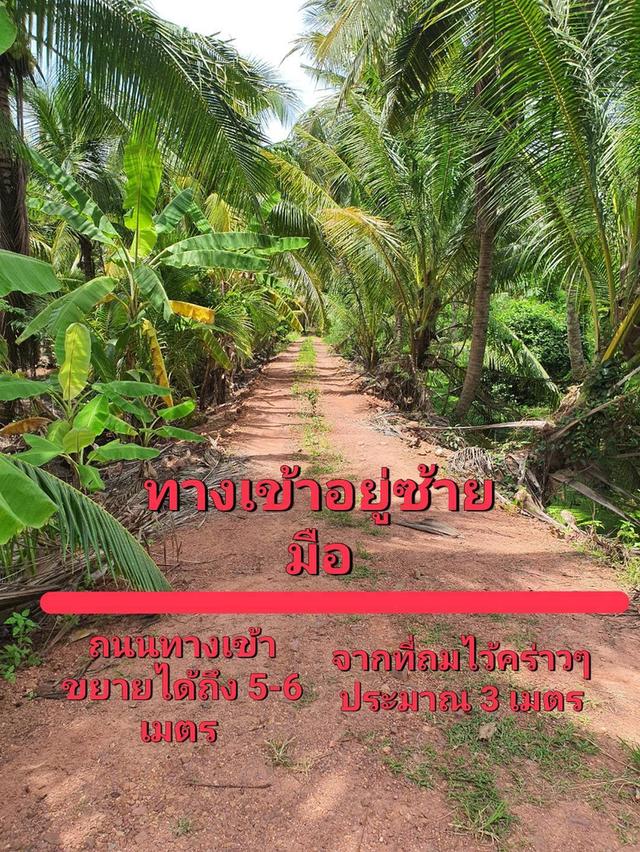 ที่ดินสวนมะพร้าว 35 ไร่ ต.วัดเพลง อ.อัมพวา