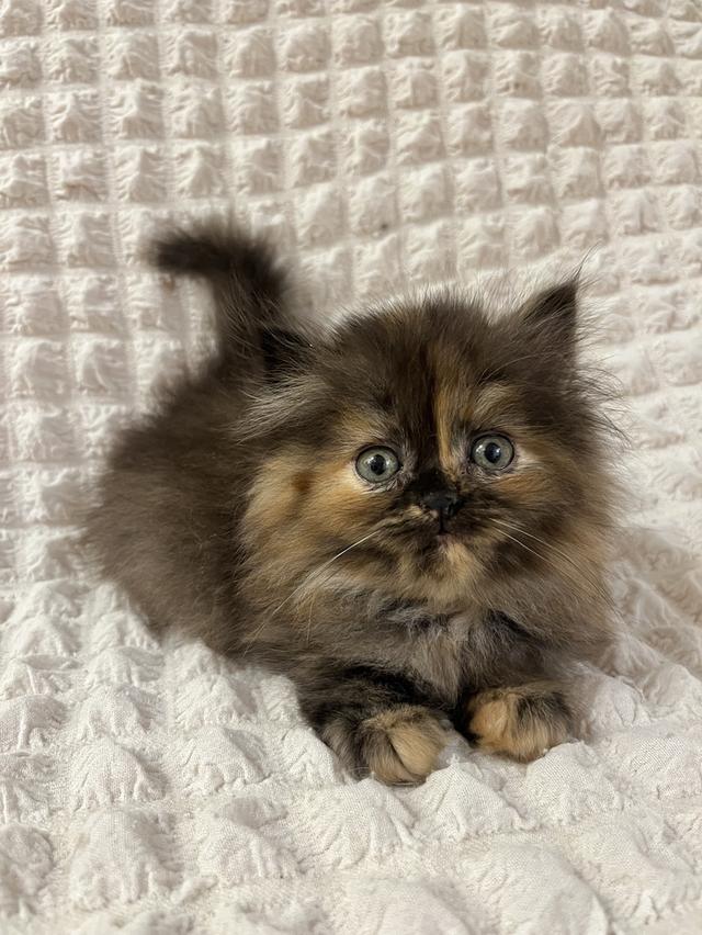 แมวเปอร์เซีย 🙂❌🍊✋😁vg 3