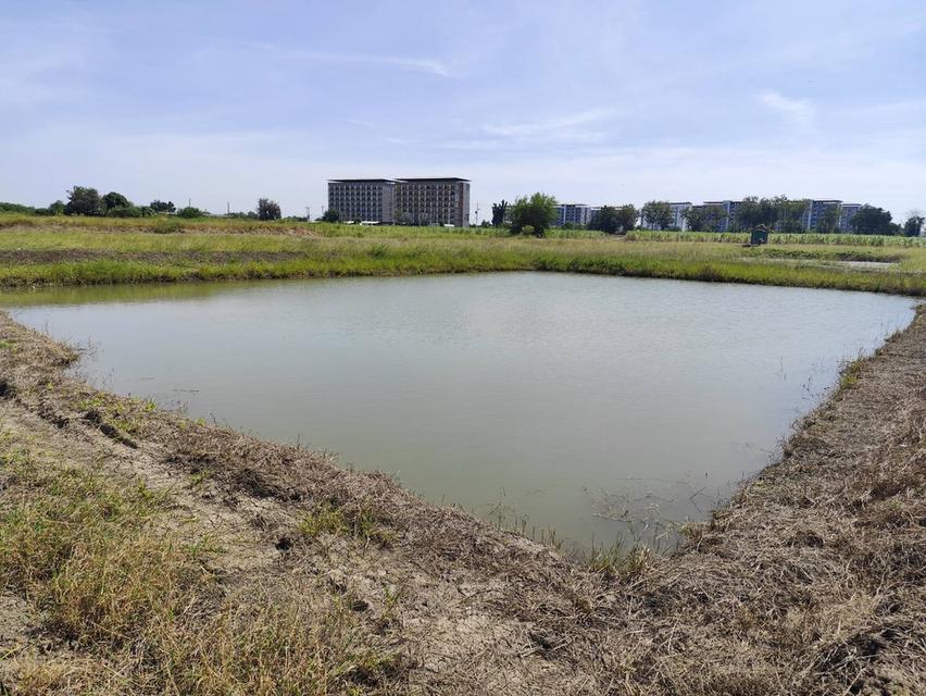 ขายที่ดิน แปลง 5 ไร่ โฉนดถูกต้อง ที่ใกล้ มหาวิทยาลัย เกษตร นครปฐม ร้อยกว่าเมตร แบ่งขายได้ เหมาะโครงการ ใกล้ มหาลัยเกษตรศาสตร์ 2