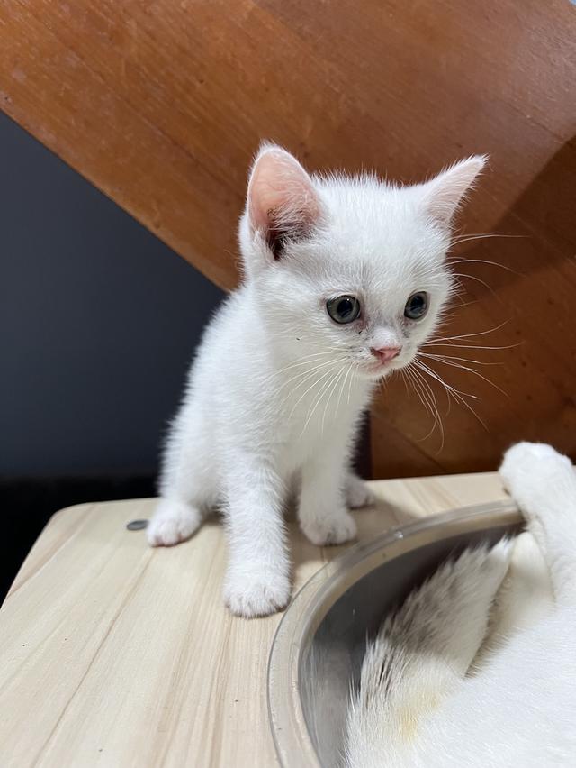 Scottish fold อายุ 2 เดือนครึ่ง พร้อมเข้าโรงเรียนแล้วค่า