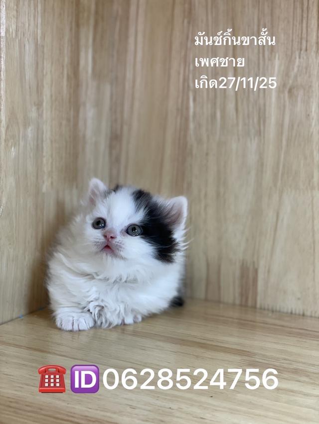 ลูกแมวมันช์กิ้นขาสั้น