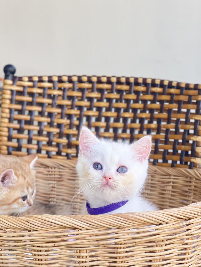 ดช.สก็อตติชโฟล(พ่อบริติช แม่สก็อต)