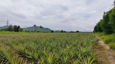 ขายที่ดินหนองอิรุณชลบุรี ขายที่ดินบ้านบึง 15 ไร่ พื้นที่สีเหลือง ที่ดินเหมาะสำหรับสร้างโรงงาน,โกดัง อพาร์ทเม้นท์ 5