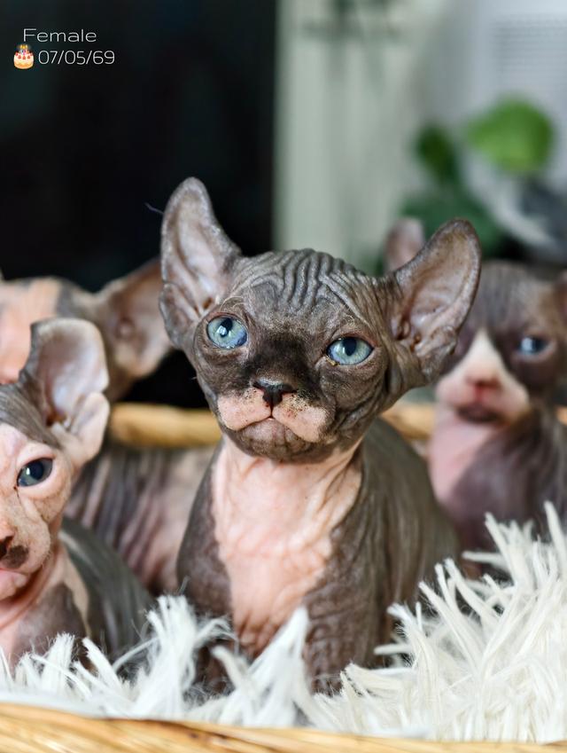 แมวสายพันธุ์สฟิงซ์ Sphynx