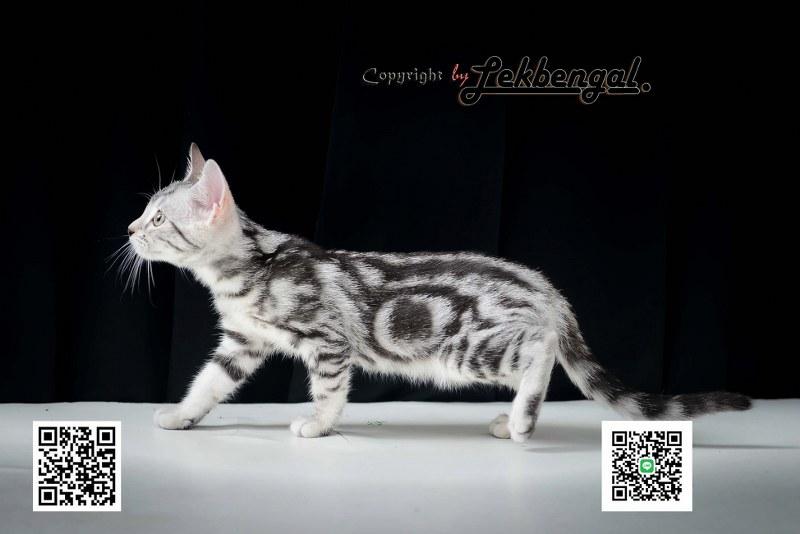 ขายลูกแมวเพศเมียราคาพิเศษ อเมริกันชอตแฮร์พันธุ์แท้ American Shorthair  1