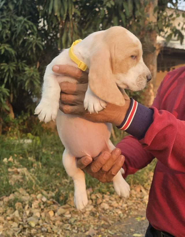 สุนัขบาสเซ็ตฮาวด์เพ็ดสมาคมเต็มใบ รูปที่ 15