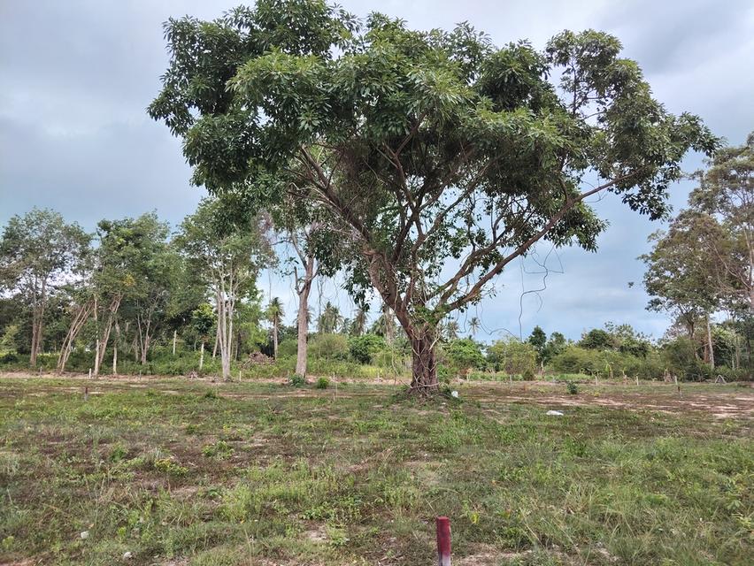 ที่ดิน 4 ไร่ เกาะสมุย 6