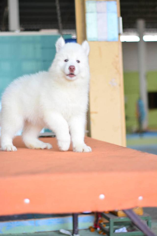 ลูกไซบีเรียน เพศ ผู้สีขาว มีใบเพ็ด