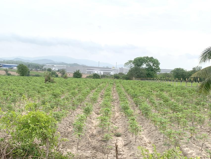 ขายที่ดินศรีราชาเนื้อที่ 30-1-43ไร่ ติดถนนมอเตอร์เวย์ กม.93ใกล้จุดพักรถ 6