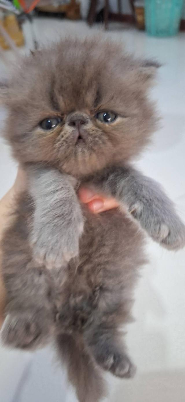 ลูกแมวแอคโซติก 3