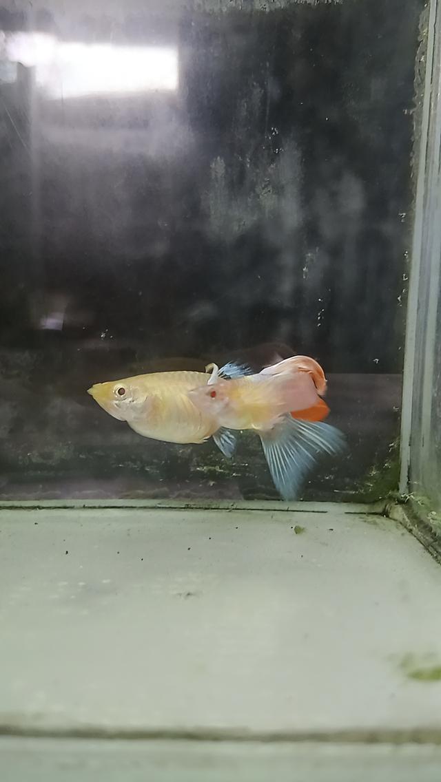 หางนกยูงตาแดงคู่ละ80บาท รูปที่ 7