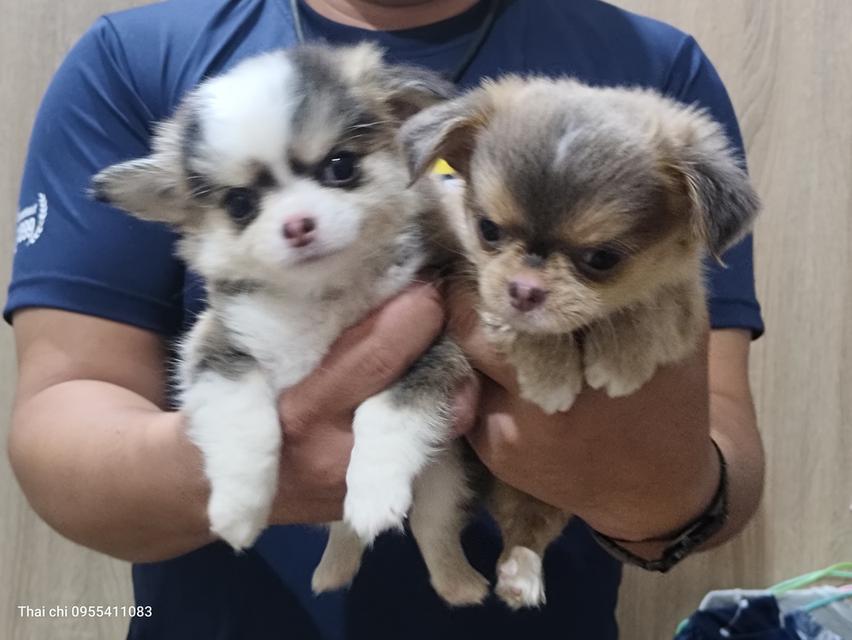 ชอบคนหล่อ สายมาคไซ เชิญทางนี้ อิอิ โทร0955411083 FB Thai chi ไทยชิ ชิวาวาฟาร์มเชียงใหม่ เรายังมีหลายตัวหลายเกรดให้เลือกสรรค