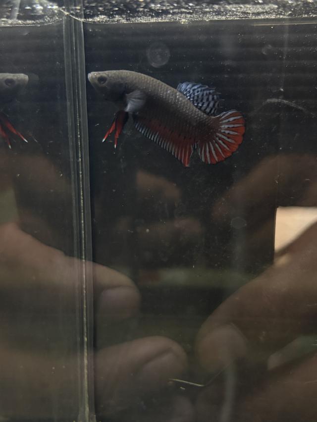 ปลากัดหม้ออินโดลูกร้อย รูปที่ 2