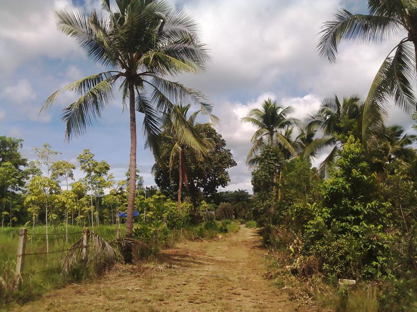 Sale Land 2 Rais close beach just 150 m.suitable for retirement very peacefully greenery 3