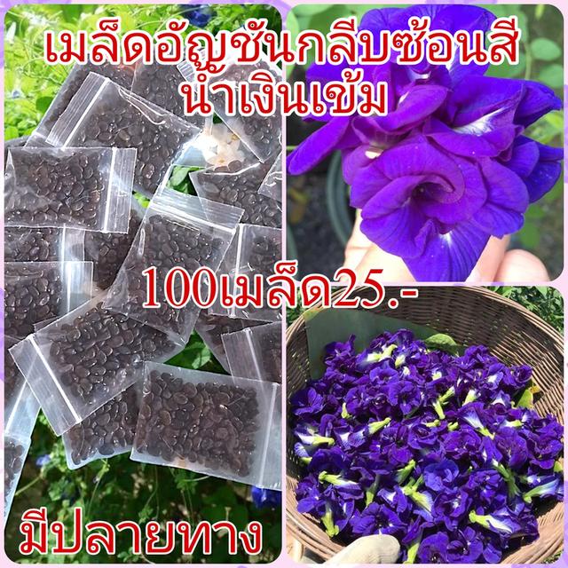 เมล็ดดอกอัญชันกลีบซ้อน5ชั้น100เมล็ด 2