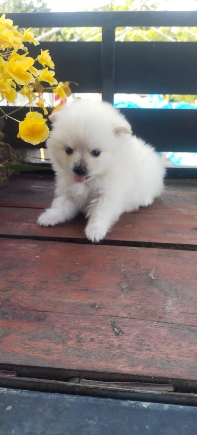 ขายลูกสุนัขพันธุ์ปอม รูปที่ 3