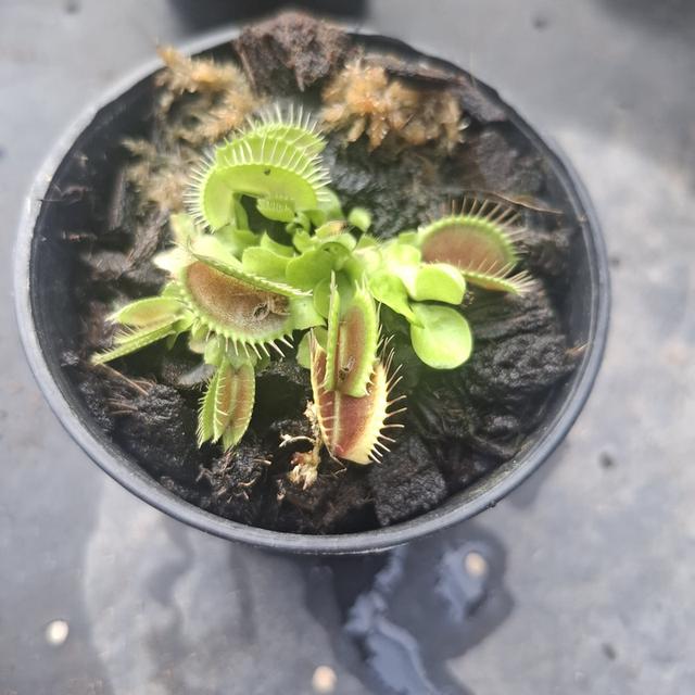 พืขกินแมลง กาบหอยแครง รูปย่อยที่ 3