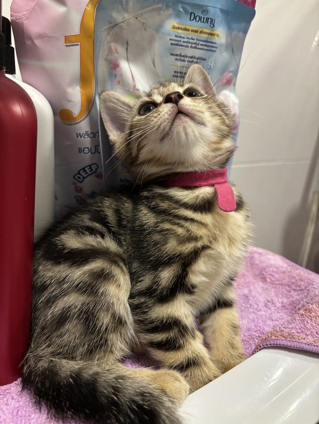 ลูกแมวพันธุ์ American Shorthair