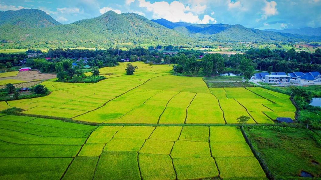 ขายที่ดิน ในโครงการชีวิตติดนา เฟส 2 ขนาด 73.9 ตร.ว. ใกล้ ถนนห้วยทราย-ใหม่ 3