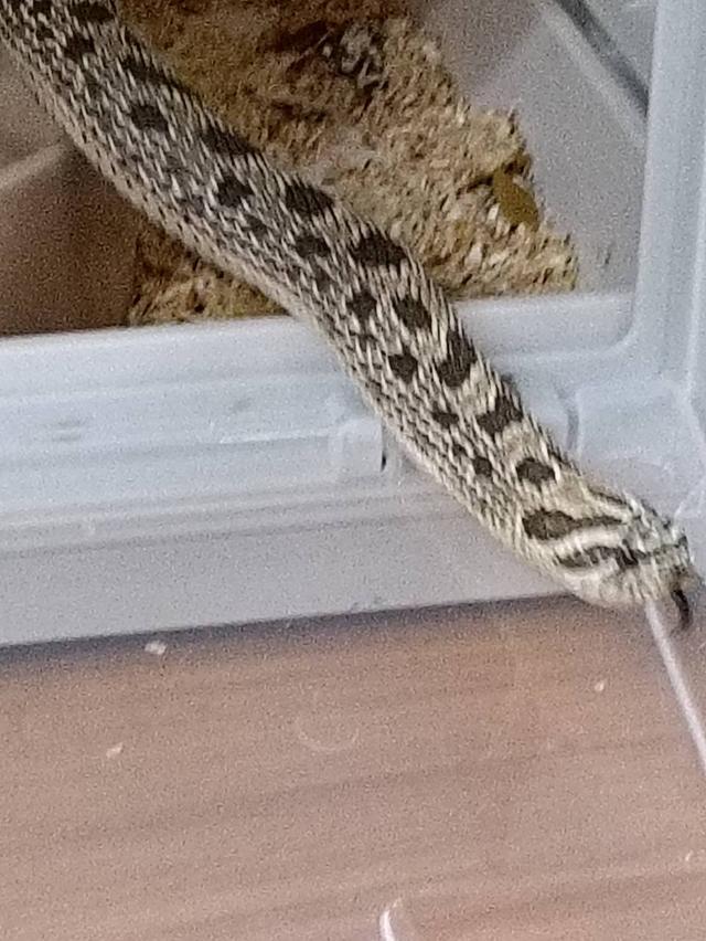 งู HOGNOSE SNAKE เมีย Artic Anaconda Het Albino 2025