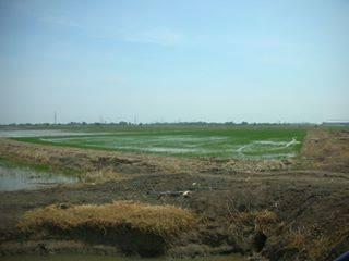 ต้องการขายที่ดิน ใกล้ทางด่วนบางปะอิน-โคราช  บางปะอิน  33 ไร่ 2 งาน 2 ตรว 1