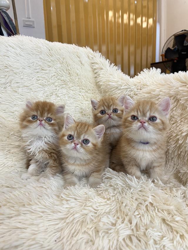 แมวสีส้ม เพศเมียสวยมากแท้