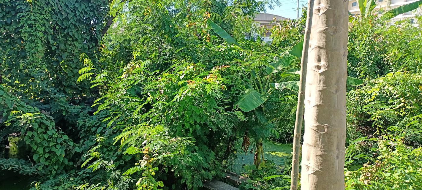 ขายที่ดินติดเทศบาลบางกรวย 11