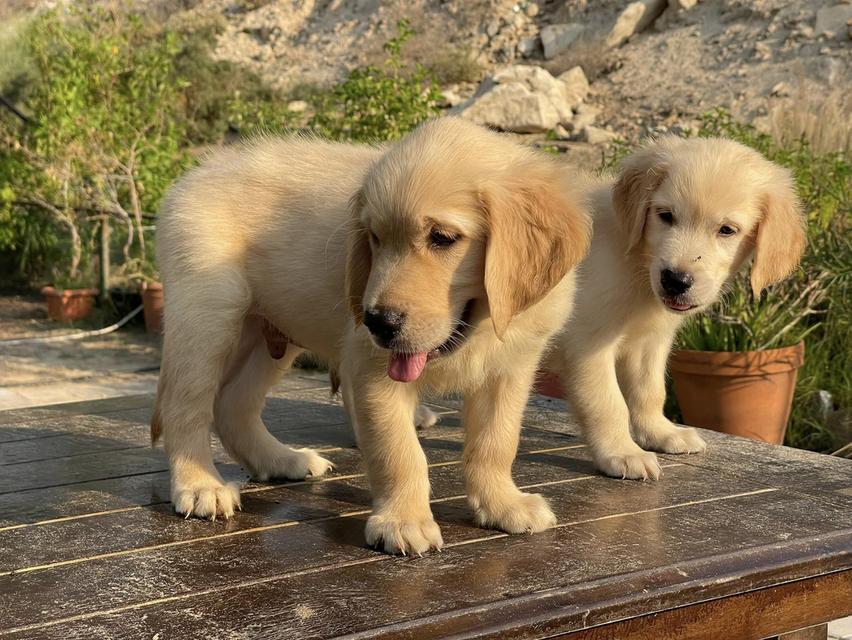 Golden Retriever Puppies