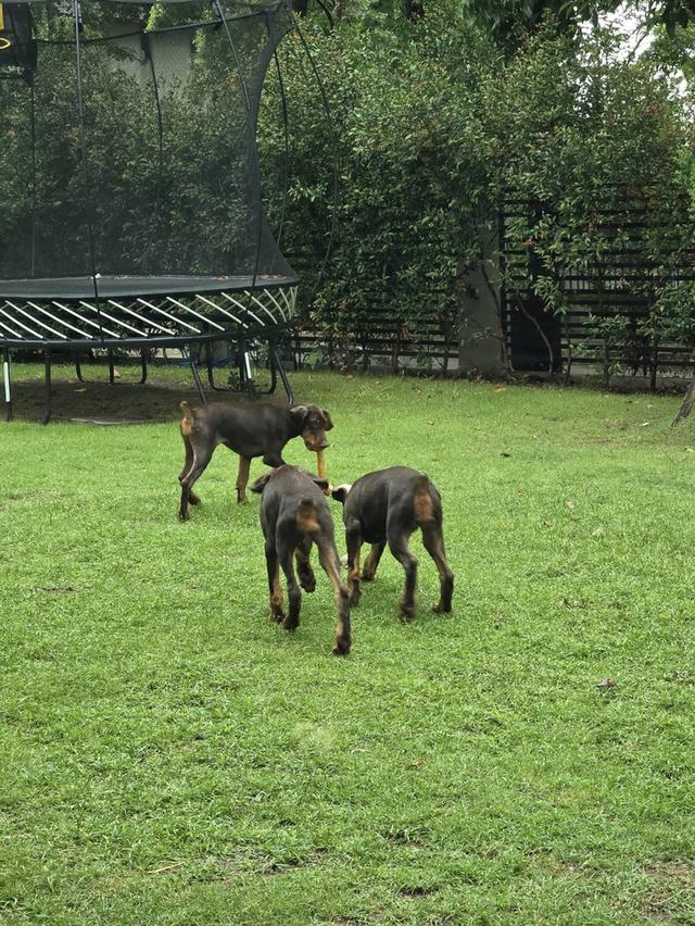 ลูกหมา Doberman Pure Bred Champion Line เพศเมีย สีแดง มี 3 ตัว มี Pedigree/Certificate ตัดหางแล้ว รูปที่ 18