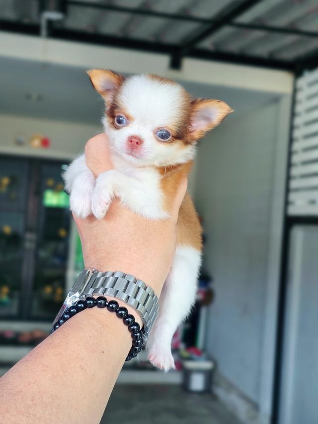 Chihuahuaขนยาวพันธุ์แท้น้องยูโรเพศผู้