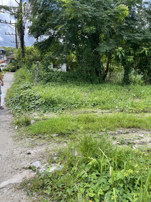 ขาย/เช่า ที่ดินตัวเมืองระนอง 3