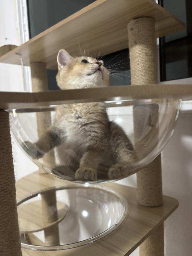 แมว British shorthair ชาย รูปที่ 2