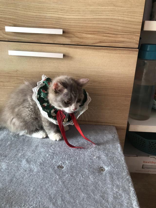 แมวมันช์กิ้นขาสั้น3เดือน พร้อมย้าย