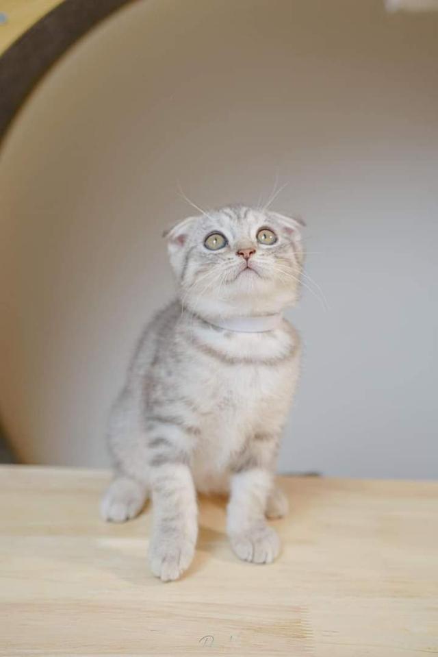 Scottish Fold 3