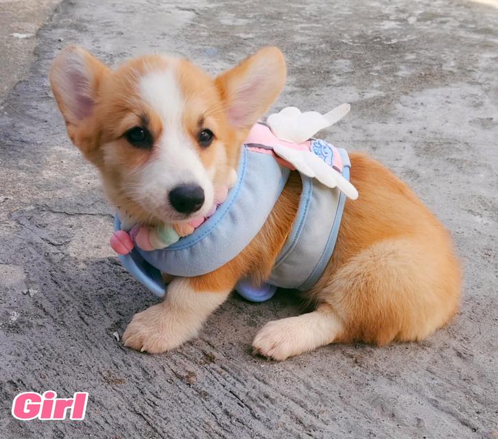คอร์กี้พร้อมย้ายบ้านครับ 10