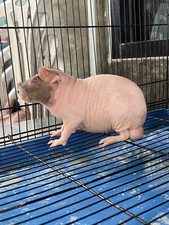 หนูฮิปโปแคระ น่ารักๆ