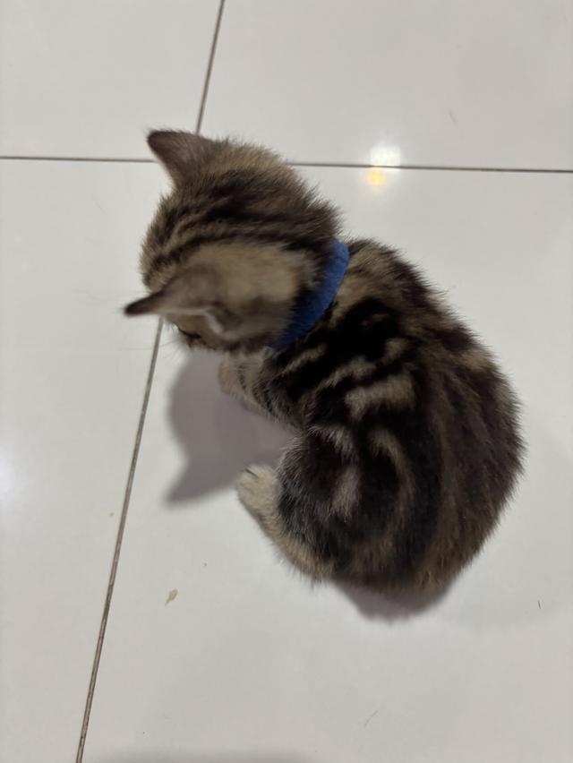 ลูกแมวพันธุ์ American Shorthair 2