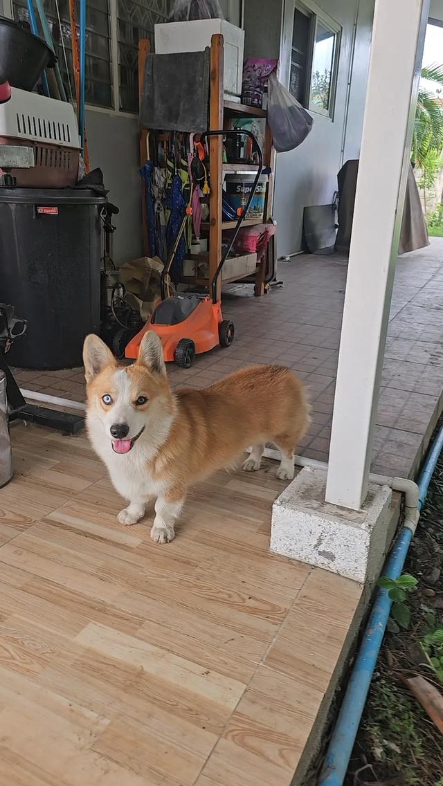 สุนัขcorgi