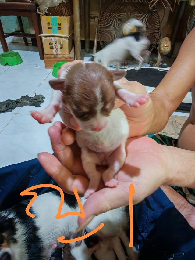 ขายลูกชิวาวา (ลูกหมาเลี้ยงบ้าน) 2