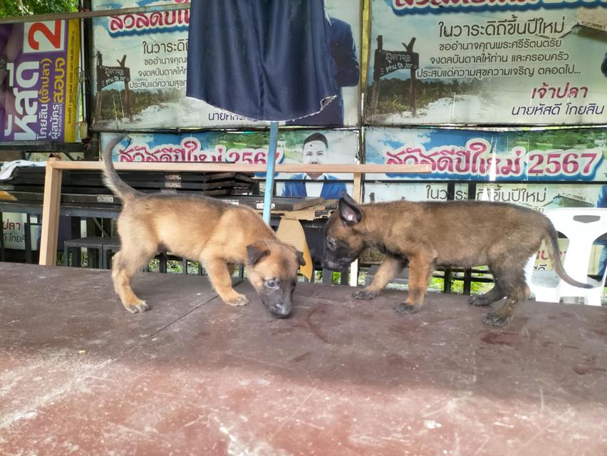 สัตว์